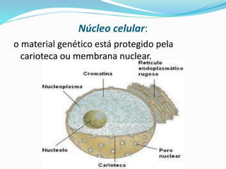 Mitocôndrias:
 Responsáveis por fornecer energia para o
funcionamento da célula e por consequência do
organismo através da respiração celular.
Contém DNA, é
passado apenas de
mãe para filhos
Quanto maior a
atividade celular
maior será a
quantidade de
mitocôndrias.
Professora Silvana – ensino médio
 