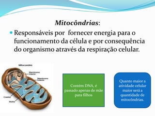 DIGESTÃO INTRACELULAR
A digestão celular pode ser:
heterofágica, quando a célula digere partículas
capturadas do meio externo.
Autofagia:
Indispensável para a sobrevivência da célula ocorre
quando há privação de alimento; para destruir
organelas desgastadas e reaproveitar componentes
moleculares.
 