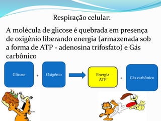 O útero pesa em torno de 50g,
durante a gestação atinge cerca de
2kg; são os lisossomos os
responsáveis por sua regressão após
o parto.
Lisossomos - autofagia
O rompimento de lisossomos é
responsável pela silicose pulmonar.
A sílica ao ser inalada rompe os
lisossomos provocando a morte da
célula e suas vizinhas. Os pulmões
perdem sua capacidade respiratória
aos poucos. É comum em
trabalhadores de minas e pedreiras.
 