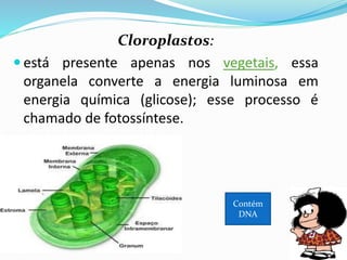 LISOSSOMOS - HETEROFAGIA
É realizada por células de defesa – leucócitos – para capturar e neutralizar
bactérias, ou feita por organismos unicelulares para alimentação.
célula neutrófilo captura uma bactéria.
 
