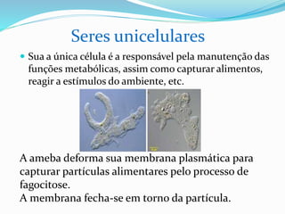  Sua a única célula é a responsável pela manutenção das
funções metabólicas, assim como capturar alimentos,
reagir a estímulos do ambiente, etc.
A ameba deforma sua membrana plasmática para capturar
partículas alimentares pelo processo de fagocitose.
A membrana fecha-se em torno da partícula.
Seres unicelulares
Professora Silvana – ensino médio
 