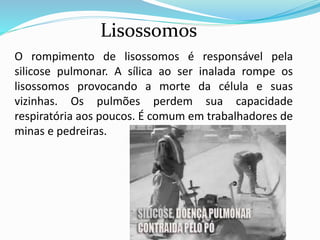 RESPONDA:
1. Quais são as estruturas comuns para
todos os tipos de células?
2. Quais estruturas permitem diferenciar
uma célula vegetal de uma animal?
 