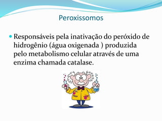  1. Membrana plasmática, ribossomos, material genético.
 2. Cloroplastos.
Respostas
 