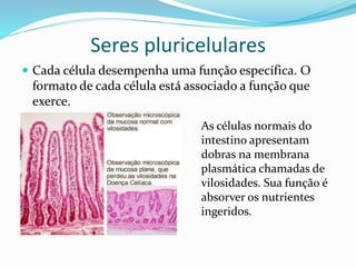 SERES PLURICELULARES
 Cada célula desempenha uma função específica. O
formato de cada célula está associado a função que
exerce.
Neurônio- célula nervosa epitélio intestinal
Professora Silvana – ensino médio
 