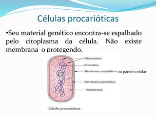 CÉLULAS PROCARIÓTICAS
•Seu material genético encontra-se espalhado pelo
citoplasma da célula. Não existe membrana o
protegendo. Logo dizemos que não tem núcleo
organizado.
ou parede celular
Professora Silvana – ensino médio
 
