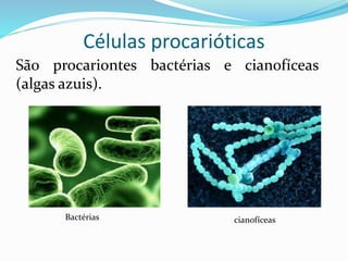 CÉLULAS PROCARIÓTICAS
São procariontes bactérias e cianofíceas (algas azuis).
Bactérias cianofíceas
Professora Silvana – ensino médio
 