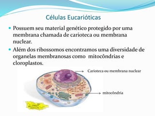 CÉLULAS EUCARIÓTICAS
 Possuem seu material genético protegido por uma
membrana chamada de carioteca ou membrana nuclear.
Logo, este tipo de célula possui núcleo organizado.
Professora Silvana – ensino médio
 