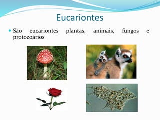 EUCARIONTES
 São eucariontes plantas, animais, fungos e protozoários
Professora Silvana – ensino médio
 