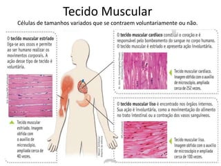 Tecido Muscular
Células de tamanhos variados que se contraem voluntariamente ou não.
 