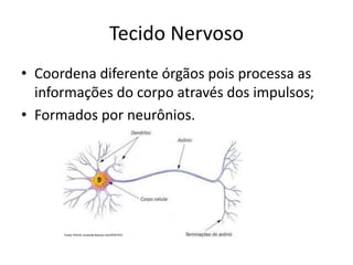 Tecido Nervoso
• Coordena diferente órgãos pois processa as
informações do corpo através dos impulsos;
• Formados por neurônios.
 