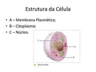Estrutura da Célula
• A – Membrana Plasmática;
• B – Citoplasma;
• C – Núcleo.
 