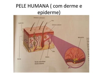 PELE HUMANA ( com derme e
epiderme)
 