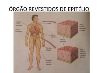 ÓRGÃO REVESTIDOS DE EPITÉLIO
 