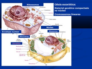 Célula eucariótica:
Material genético compactado
no núcleo
Cromossomos lineares
Ribossomos
Envelope nuclear
Núcleo
Ribossomos
Mitocondrias
Cloroplasto
 