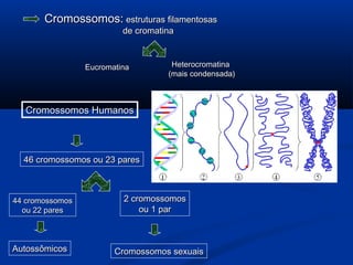 Cromossomos:Cromossomos: estruturas filamentosasestruturas filamentosas
de cromatinade cromatina
HeterocromatinaHeterocromatina
(mais condensada)(mais condensada)
EucromatinaEucromatina
Cromossomos HumanosCromossomos Humanos
46 cromossomos ou 23 pares46 cromossomos ou 23 pares
44 cromossomos44 cromossomos
ou 22 paresou 22 pares
2 cromossomos2 cromossomos
ou 1 parou 1 par
AutossômicosAutossômicos Cromossomos sexuaisCromossomos sexuais
 
