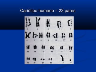 Cariótipo humano = 23 paresCariótipo humano = 23 pares
 