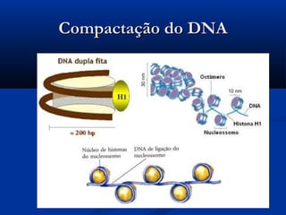 Compactação do DNACompactação do DNA
 