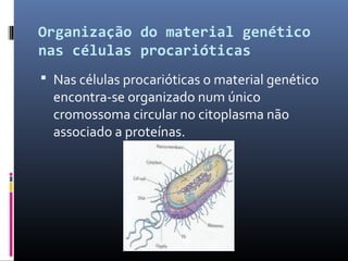 Organização e regulação do material genético | PPT