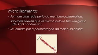 micro filamentos
• Formam uma rede perto da membrana plasmática.
• São mais flexíveis que os microtubulos e têm um grosso
de 5 a 9 nanômetros.
• Se formam por a polimerização da molécula actina.
 