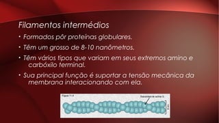 Filamentos intermédios
• Formados pôr proteínas globulares.
• Têm um grosso de 8-10 nanômetros.
• Têm vários tipos que variam em seus extremos amino e
carbóxilo terminal.
• Sua principal função é suportar a tensão mecânica da
membrana interacionando com ela.
 