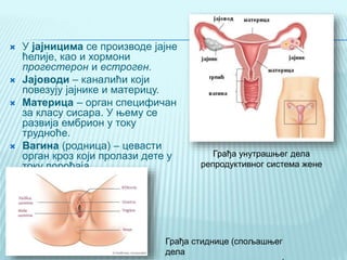  У јајницима се производе јајне
ћелије, као и хормони
прогестерон и естроген.
 Јајоводи – каналићи који
повезују јајнике и материцу.
 Материца – орган специфичан
за класу сисара. У њему се
развија ембрион у току
трудноће.
 Вагина (родница) – цевасти
орган кроз који пролази дете у
току порођаја.
Грађа стиднице (спољашњег
дела
Грађа унутрашњег дела
репродуктивног система жене
 