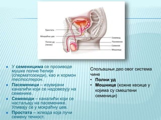  У семеницима се прозиводе
мушке полне ћелије
(сперматозоиди), као и хормон
тестостерон.
 Пасеменици – изувијани
каналићи који се надовезују на
семенике.
 Семеводи – каналићи који се
настаљају на пасеменике.
Уливају се у мокраћну цев.
 Простата – жлезда која лучи
семену течност.
Спољашњи део овог система
чине
• Полни уд
• Мошнице (кожне кесице у
којима су смештени
семеници)
 