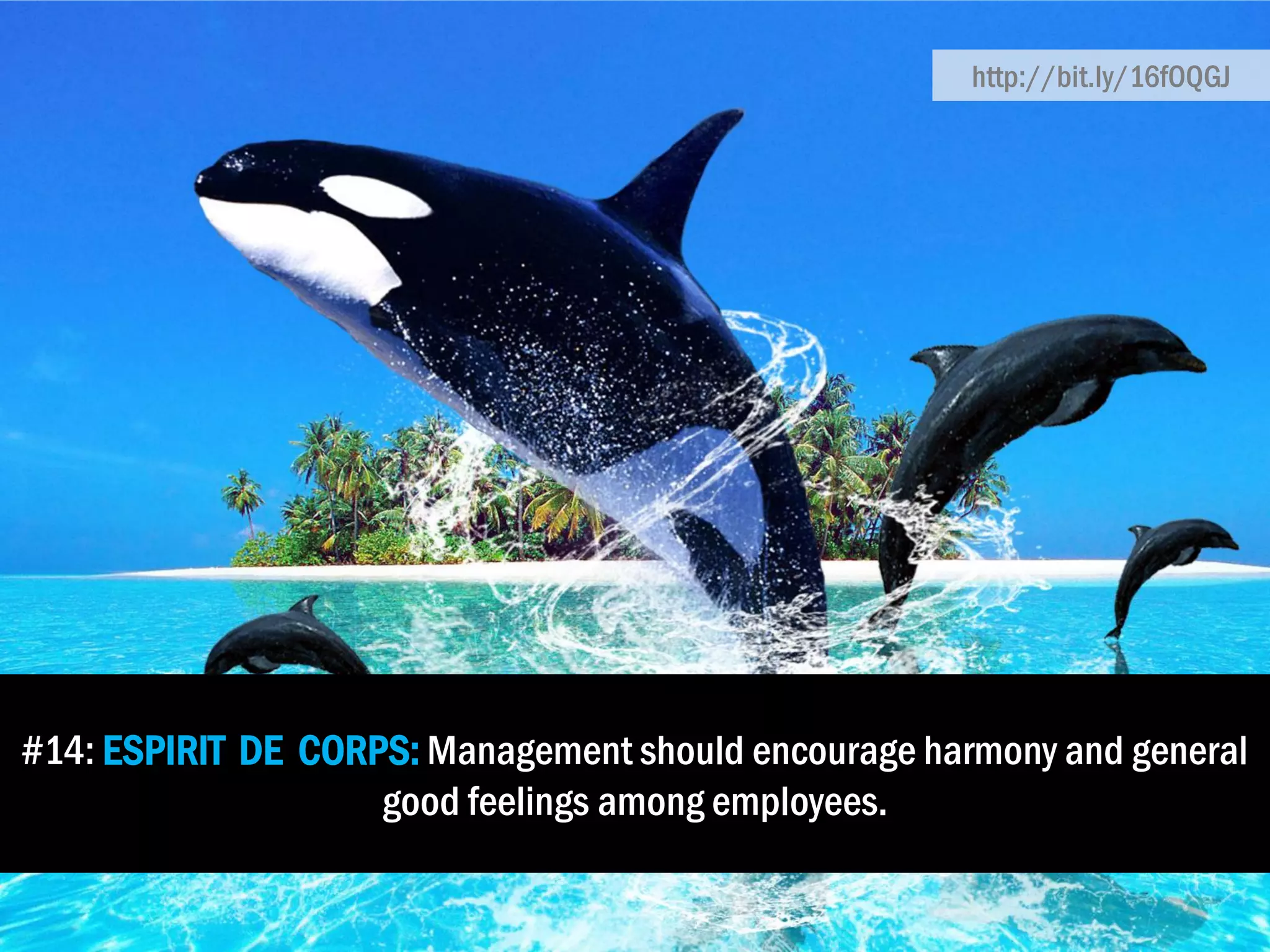 #14: ESPIRIT DE CORPS: Management should encourage harmony and general
good feelings among employees.
http://bit.ly/16fOQGJ
 