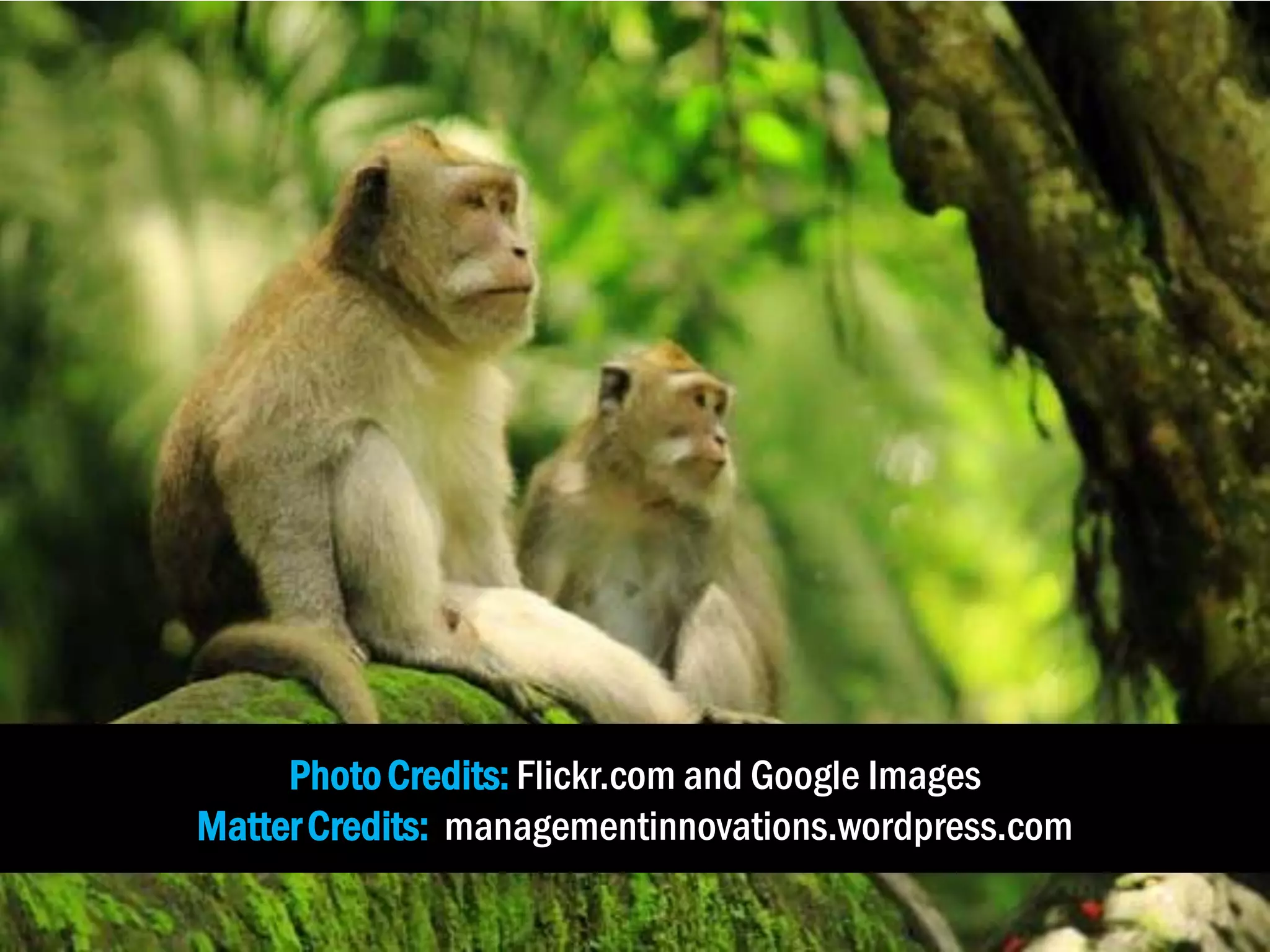 PhotoCredits: Flickr.com and Google Images
MatterCredits: managementinnovations.wordpress.com
 