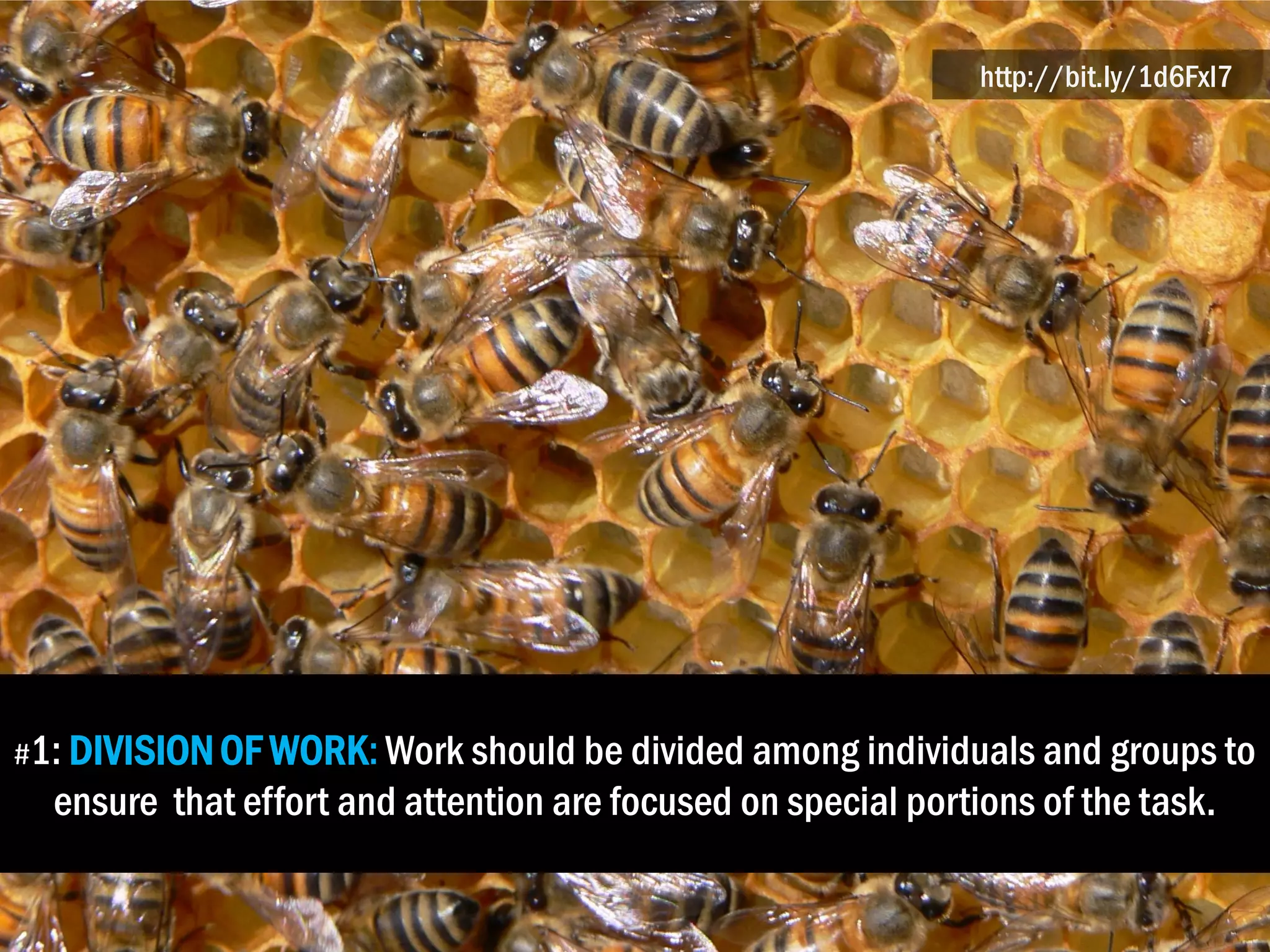 #1: DIVISIONOF WORK: Work should be divided among individuals and groups to
ensure that effort and attention are focused on special portions of the task.
http://bit.ly/1d6Fxl7
 