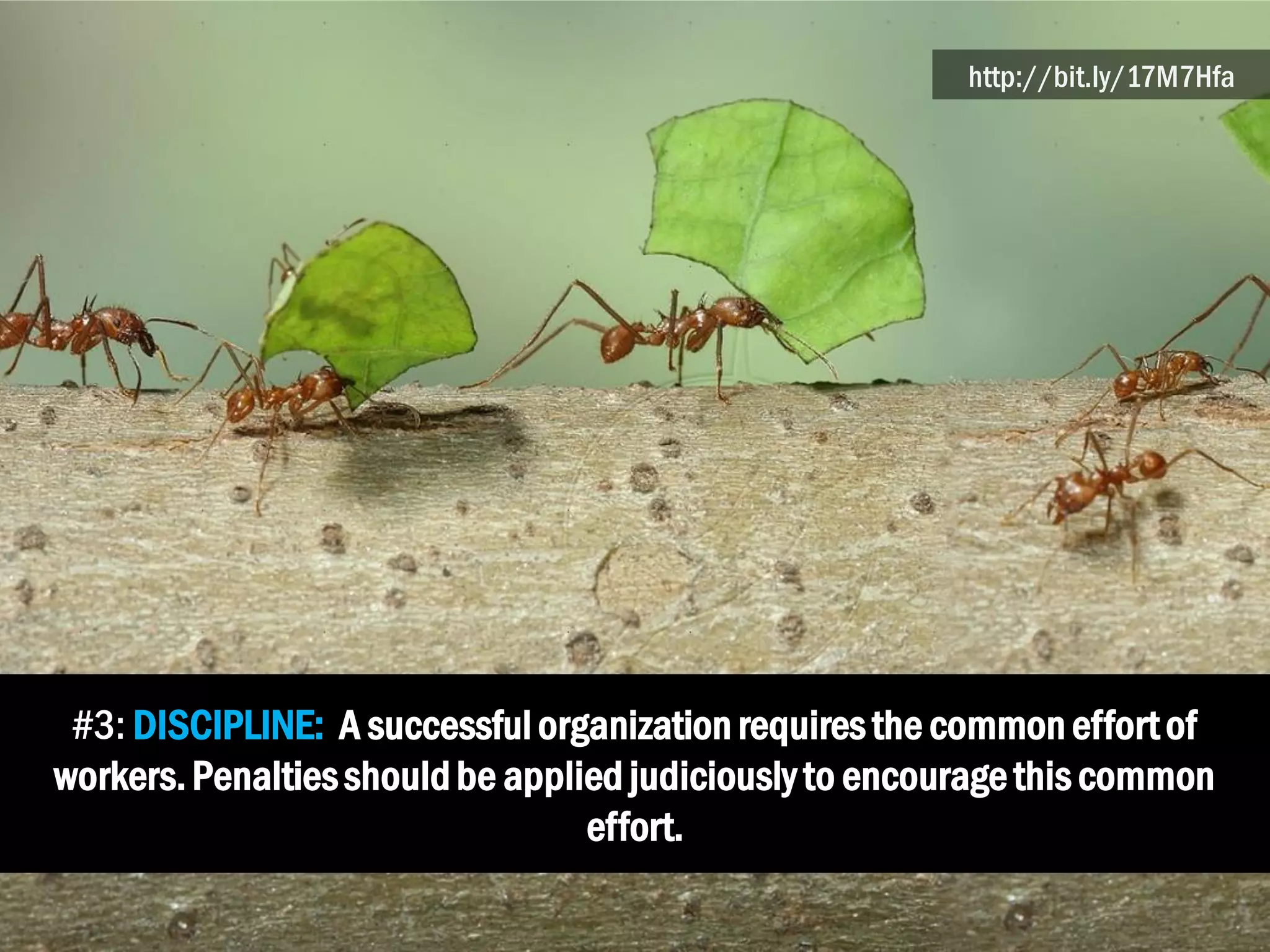#3: DISCIPLINE: A successfulorganizationrequiresthe commoneffortof
workers.Penaltiesshouldbe applied judiciously to encouragethis common
effort.
http://bit.ly/17M7Hfa
 