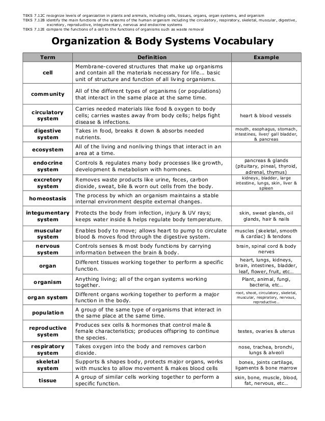 Organization and body systems unit vocabulary