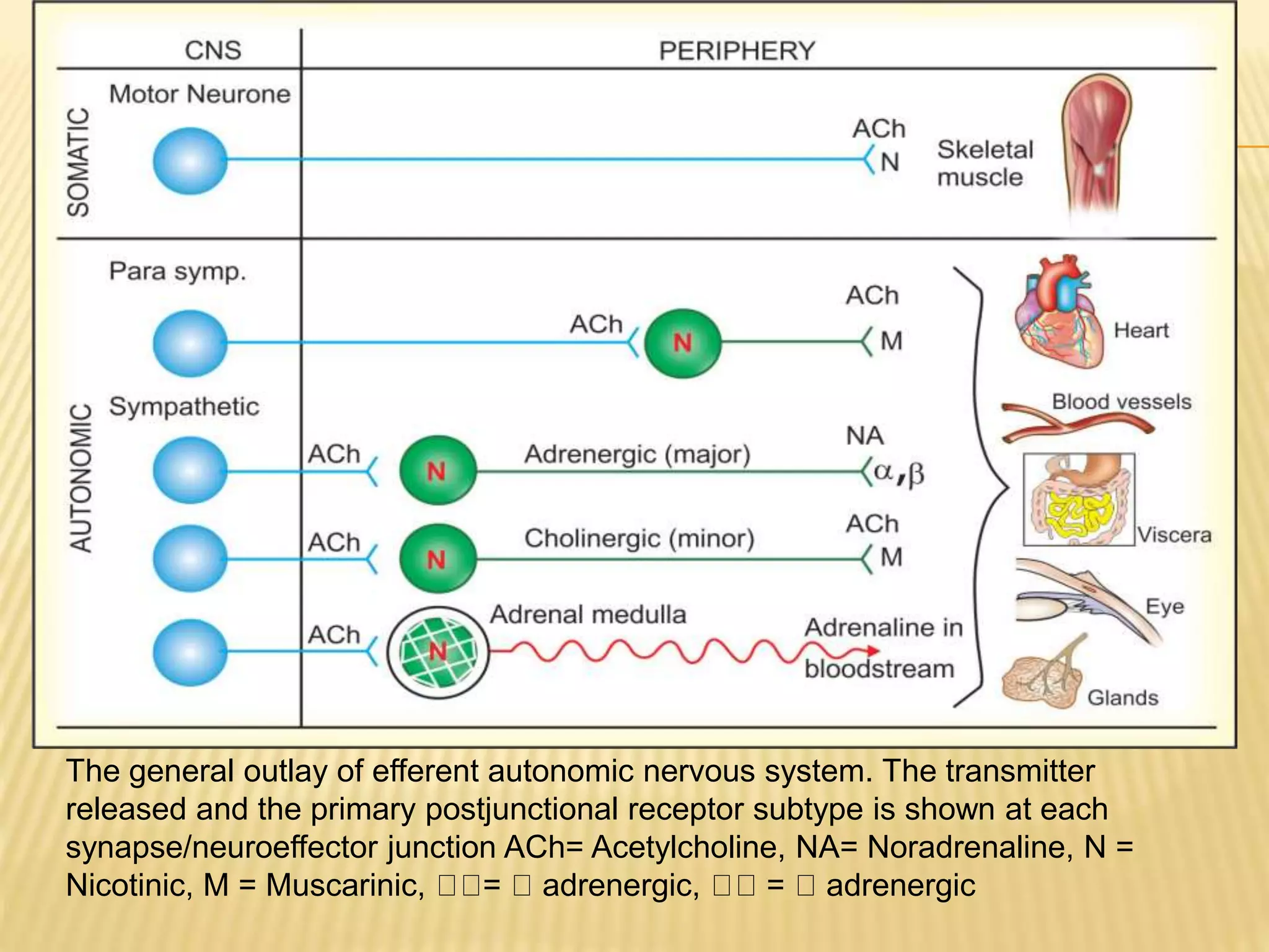 The general outlay of efferent autonomic nervous system. The transmitter
released and the primary postjunctional receptor subtype is shown at each
synapse/neuroeffector junction ACh= Acetylcholine, NA= Noradrenaline, N =
Nicotinic, M = Muscarinic, = adrenergic, = adrenergic
 