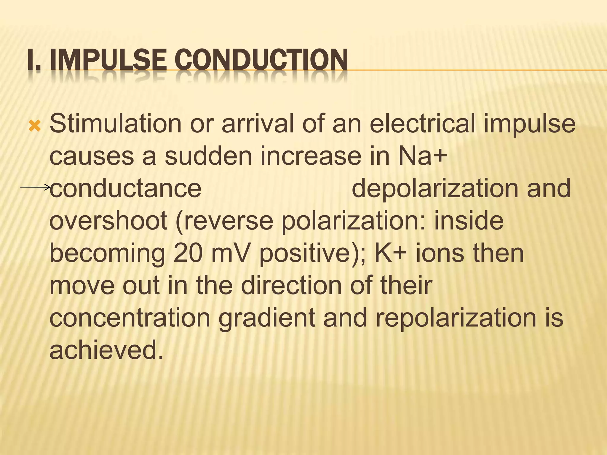 I. IMPULSE CONDUCTION
 Stimulation or arrival of an electrical impulse
causes a sudden increase in Na+
conductance depolarization and
overshoot (reverse polarization: inside
becoming 20 mV positive); K+ ions then
move out in the direction of their
concentration gradient and repolarization is
achieved.
 