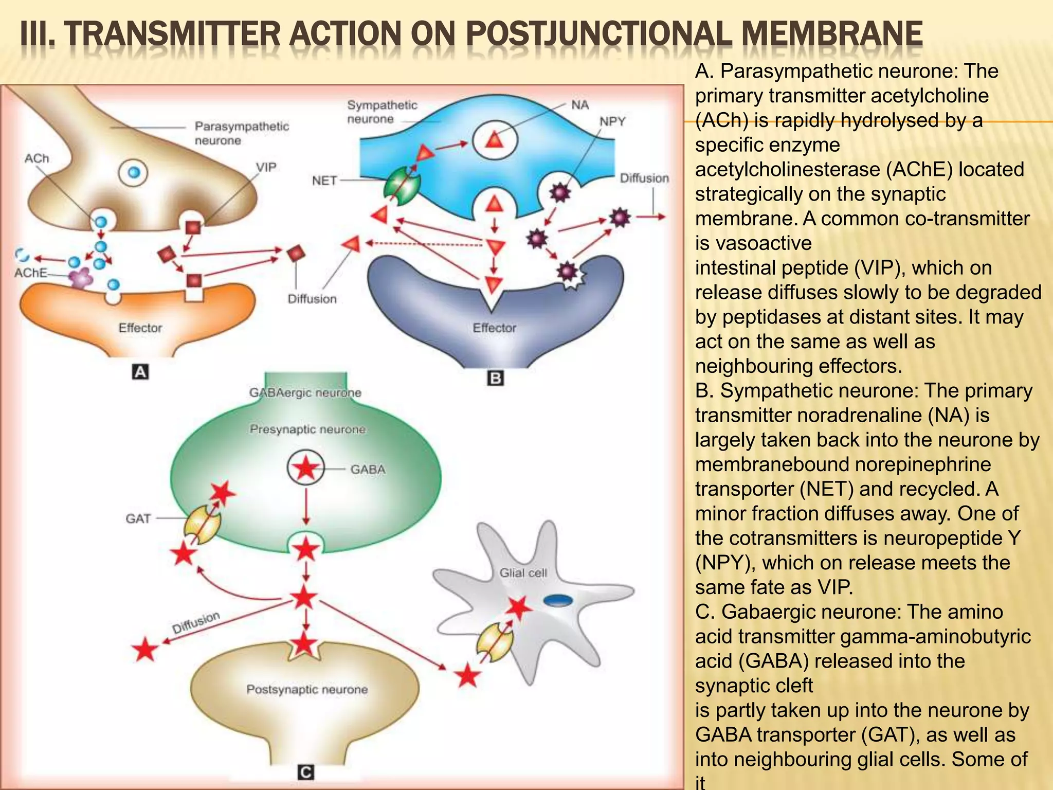 III. TRANSMITTER ACTION ON POSTJUNCTIONAL MEMBRANE
A. Parasympathetic neurone: The
primary transmitter acetylcholine
(ACh) is rapidly hydrolysed by a
specific enzyme
acetylcholinesterase (AChE) located
strategically on the synaptic
membrane. A common co-transmitter
is vasoactive
intestinal peptide (VIP), which on
release diffuses slowly to be degraded
by peptidases at distant sites. It may
act on the same as well as
neighbouring effectors.
B. Sympathetic neurone: The primary
transmitter noradrenaline (NA) is
largely taken back into the neurone by
membranebound norepinephrine
transporter (NET) and recycled. A
minor fraction diffuses away. One of
the cotransmitters is neuropeptide Y
(NPY), which on release meets the
same fate as VIP.
C. Gabaergic neurone: The amino
acid transmitter gamma-aminobutyric
acid (GABA) released into the
synaptic cleft
is partly taken up into the neurone by
GABA transporter (GAT), as well as
into neighbouring glial cells. Some of
 