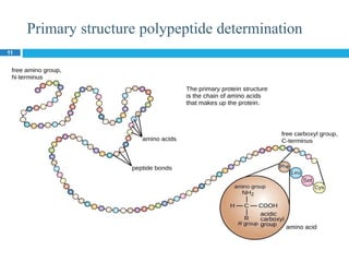 Primary structure polypeptide determination
11
 