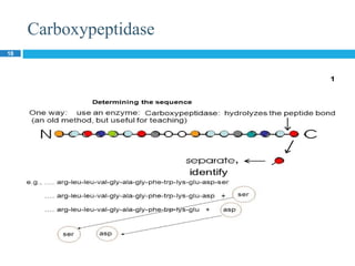 Carboxypeptidase
18
 