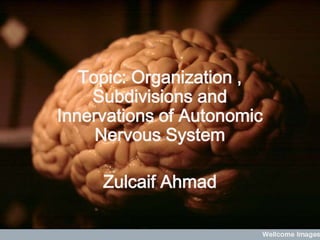 Topic: Organization ,
    Subdivisions and
Innervations of Autonomic
     Nervous System

     Zulcaif Ahmad
 