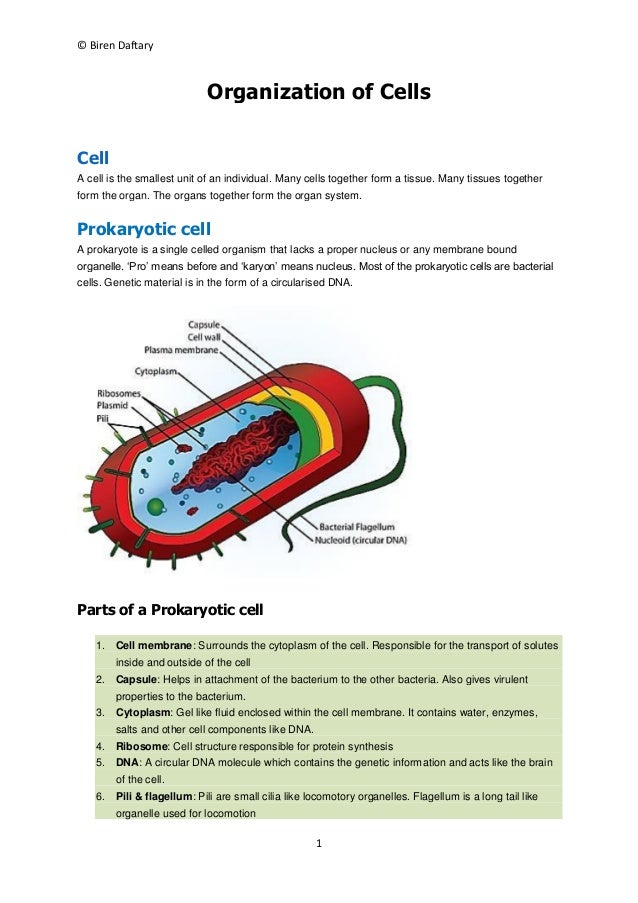 organization of cells notes what is cell specialization