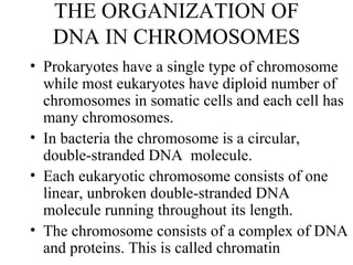 THE ORGANIZATION OF DNA IN CHROMOSOMES ,[object Object],[object Object],[object Object],[object Object]