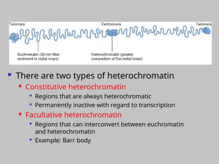 Organization of eukaryotic chromosome.pptx
