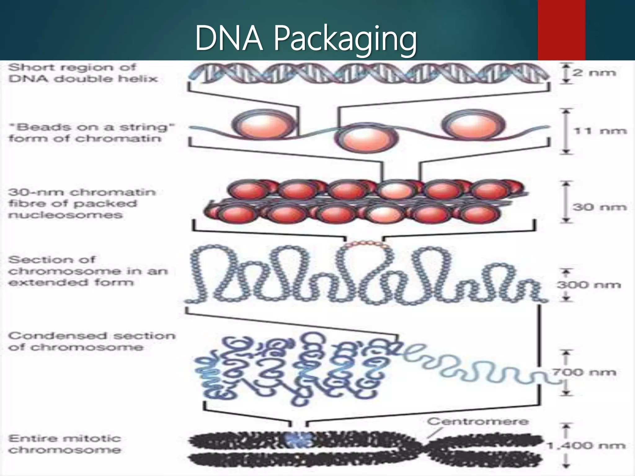 Organization of genetic material on chromosome | PPTX