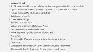 • Upstream 5’ End) :-
• 5’ UTR serve several functions including m-RNA transport and inhibitions of translation
• Signal. For addition of of Cap (7 methyl I guanosine) to 5’ end and of the mRNA
• The cap facilitates the inhibition of translation.
• Stabilization of mRNA.
• Downstream. 3’End):-
• 3 UTR Serve to add .mRNA-
• Stability and attachment site for poly-A-tail.
• The translation termination codon TAA.
• AATAR Sequence signal for addition of poly A tail.
• Terminator:-
• Recognized by RNA polymerase as a signal to stop transcription.
• Enhancer:-
• Enhances the transcription. of a gene upto few thousand bp upstream
• Silencers:-. Reduce Or Shut down the expression a near by gene
 