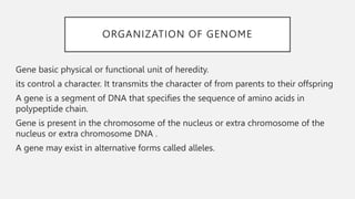 ORGANIZATION OF GENOME
Gene basic physical or functional unit of heredity.
its control a character. It transmits the character of from parents to their offspring
A gene is a segment of DNA that specifies the sequence of amino acids in
polypeptide chain.
Gene is present in the chromosome of the nucleus or extra chromosome of the
nucleus or extra chromosome DNA .
A gene may exist in alternative forms called alleles.
 