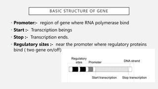 organization of genome both full ppt.pptx