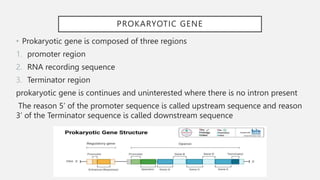 PROKARYOTIC GENE
• Prokaryotic gene is composed of three regions
1. promoter region
2. RNA recording sequence
3. Terminator region
prokaryotic gene is continues and uninterested where there is no intron present
The reason 5’ of the promoter sequence is called upstream sequence and reason
3’ of the Terminator sequence is called downstream sequence
 