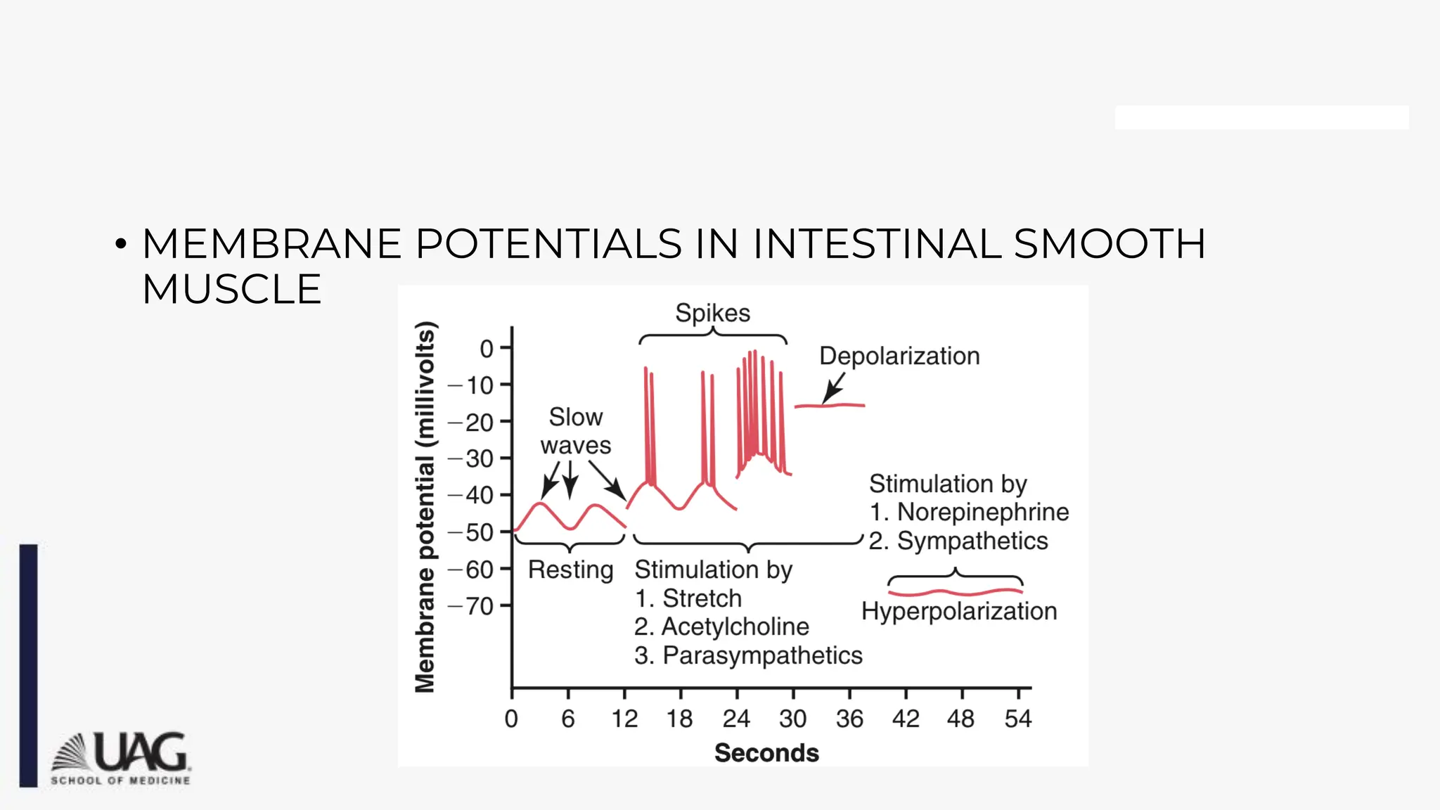 • MEMBRANE POTENTIALS IN INTESTINAL SMOOTH
MUSCLE
 
