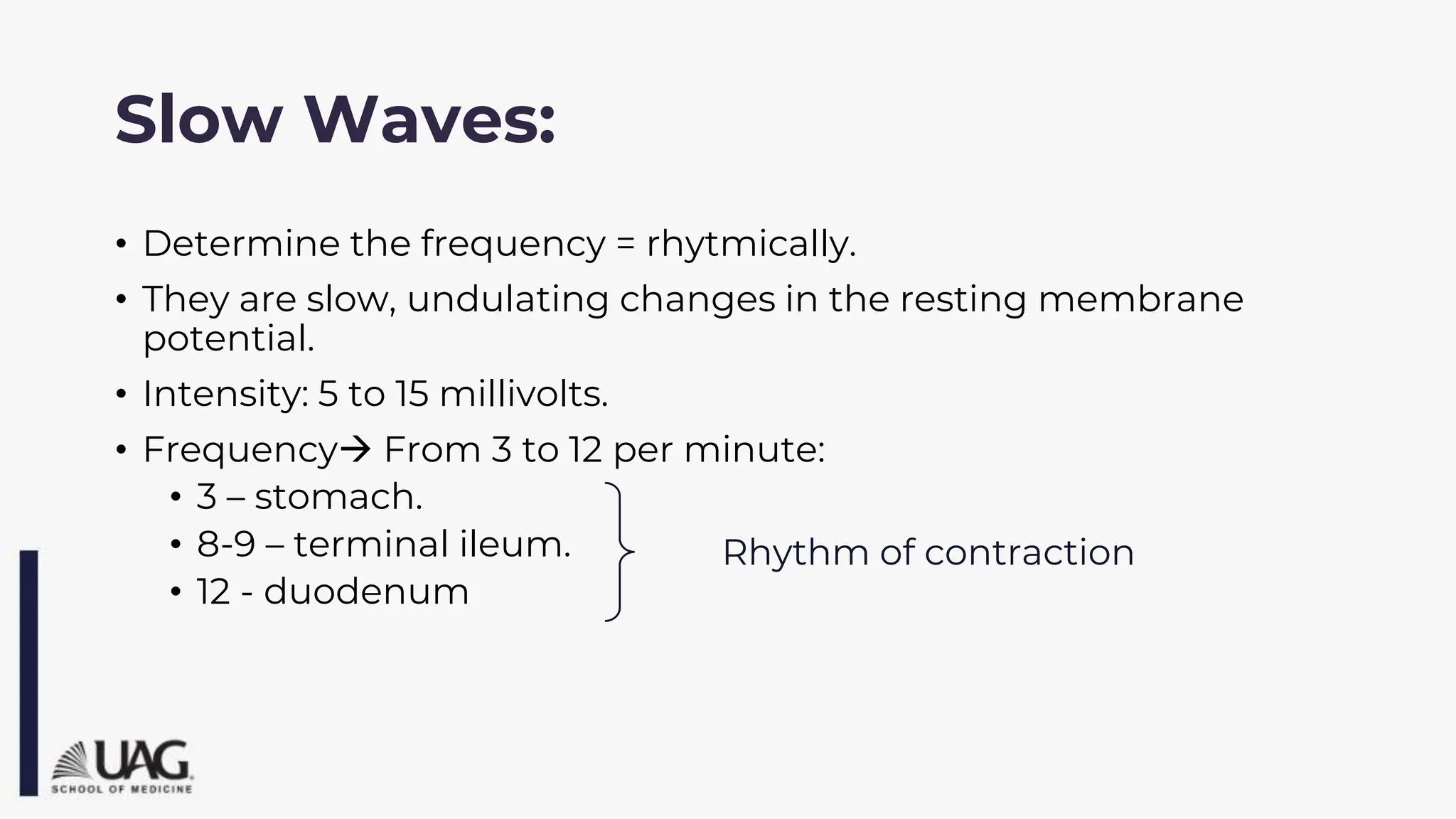 Slow Waves:
• Determine the frequency = rhytmically.
• They are slow, undulating changes in the resting membrane
potential.
• Intensity: 5 to 15 millivolts.
• Frequency→ From 3 to 12 per minute:
• 3 – stomach.
• 8-9 – terminal ileum.
• 12 - duodenum
Rhythm of contraction
 