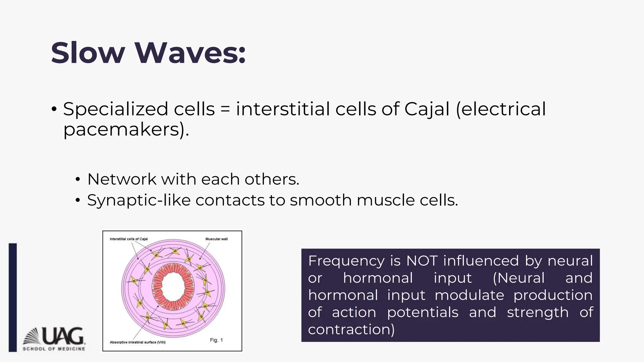 Slow Waves:
• Specialized cells = interstitial cells of Cajal (electrical
pacemakers).
• Network with each others.
• Synaptic-like contacts to smooth muscle cells.
Frequency is NOT influenced by neural
or hormonal input (Neural and
hormonal input modulate production
of action potentials and strength of
contraction)
 