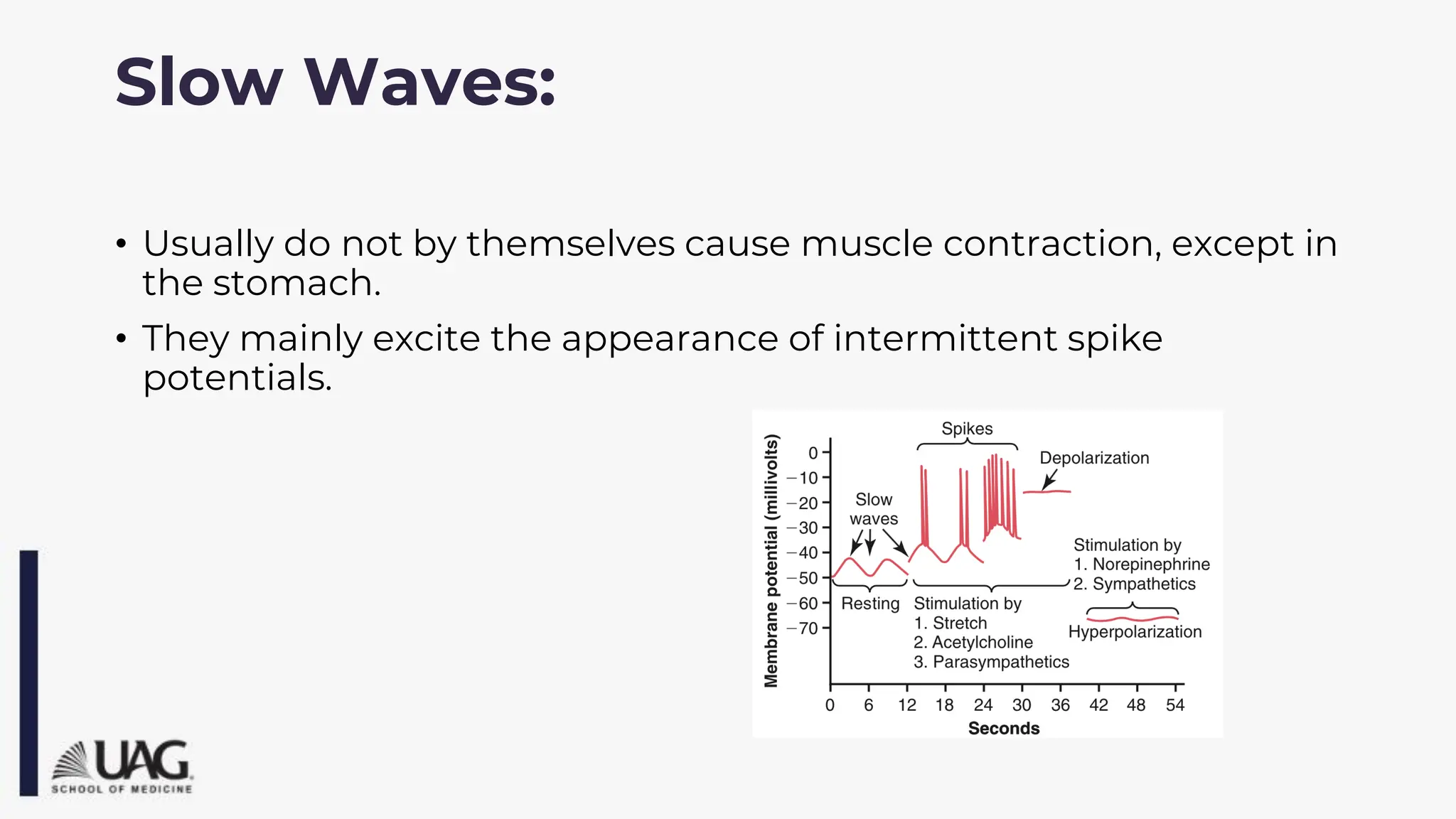 • Usually do not by themselves cause muscle contraction, except in
the stomach.
• They mainly excite the appearance of intermittent spike
potentials.
Slow Waves:
 