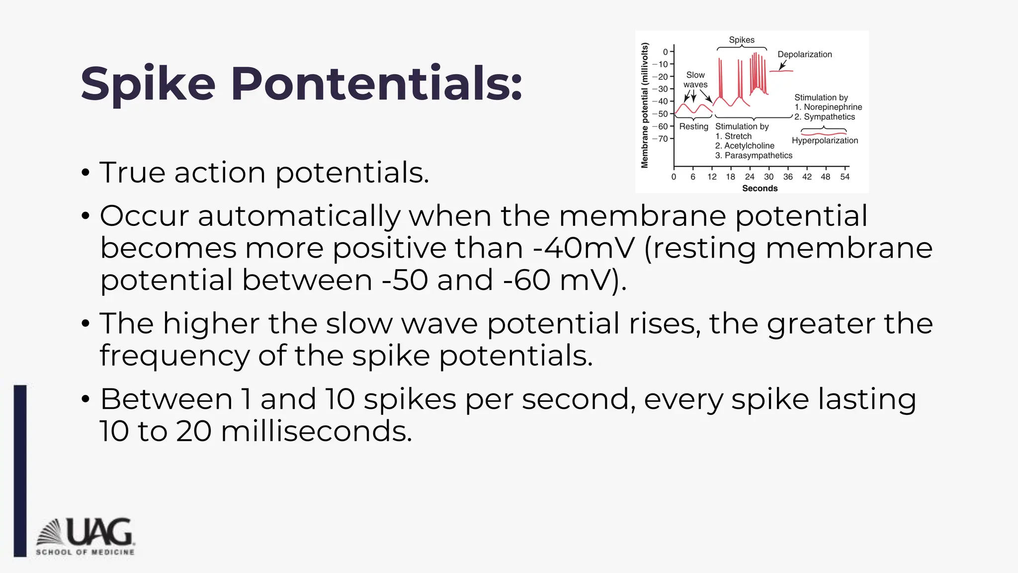 Spike Pontentials:
• True action potentials.
• Occur automatically when the membrane potential
becomes more positive than -40mV (resting membrane
potential between -50 and -60 mV).
• The higher the slow wave potential rises, the greater the
frequency of the spike potentials.
• Between 1 and 10 spikes per second, every spike lasting
10 to 20 milliseconds.
 